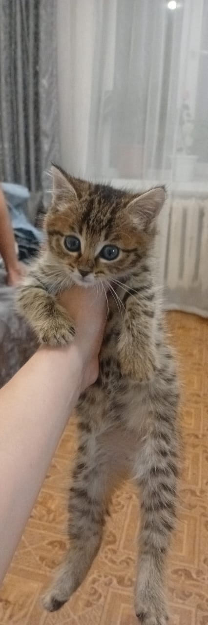 Потерялся котенок в районе девятки (почтовая, Ленина) б...