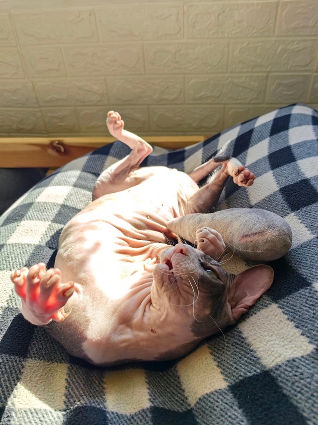Здравствуйте, это Снежана, Снежочек, Снежулька, лысая ж...