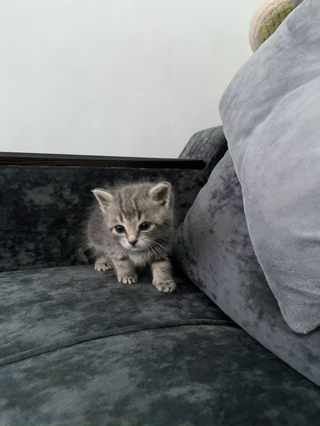 Здравствуйте! Пожалуйста, заберите котенка( девочка, п?...