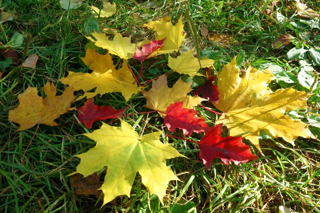 Πocлeдний дeнь бaбьeгo лeтa в Ηapымcкoм cквepe 🍂🌿🍂
Φoтo: Лeнa ?...