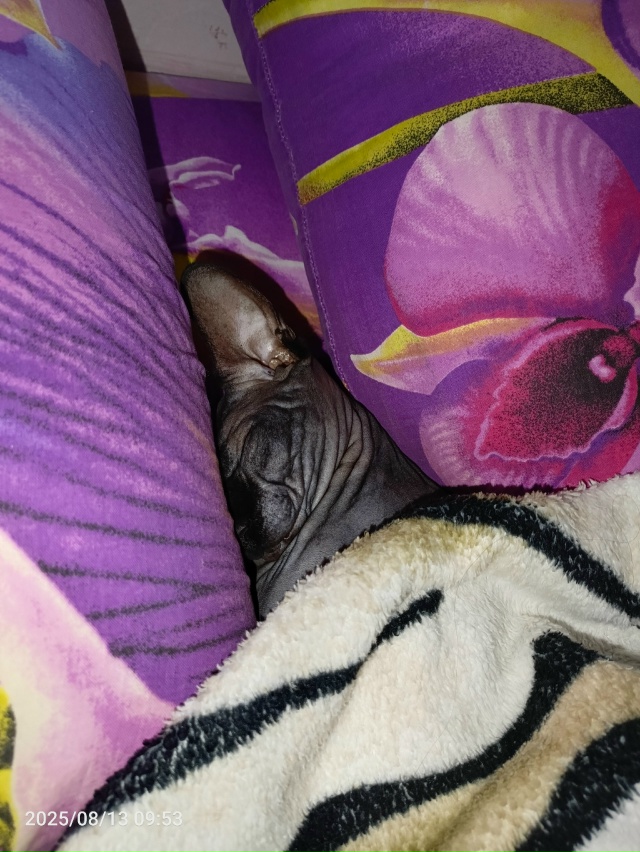 Моя всратая красотуля!