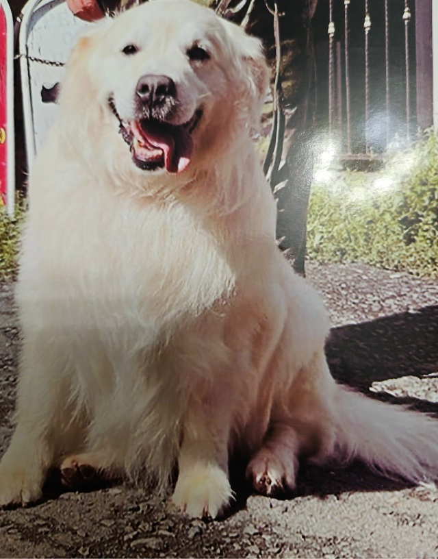 В Декабре 2024 район поле чудес пропали две собаки немец?...