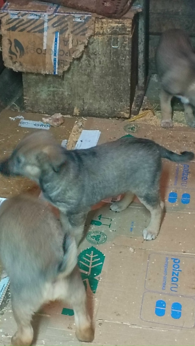 В добрые руки. Мать лайка, отец волкособ. 89041630166.