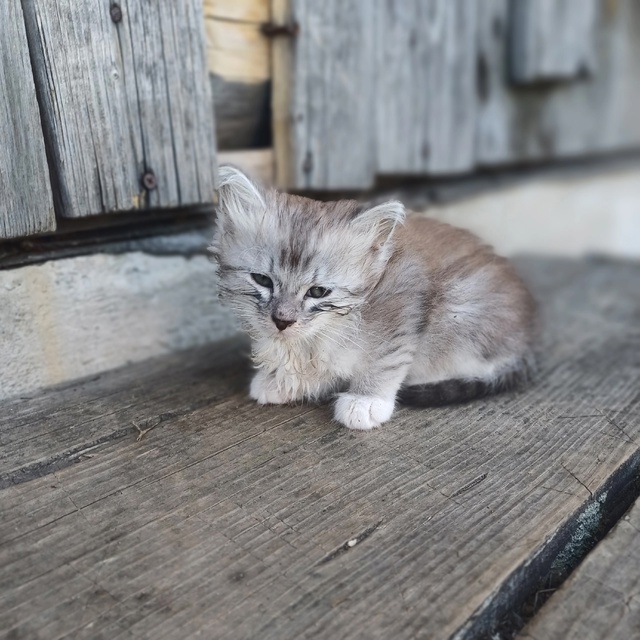 Добрый день! 5 котят ищут дом. От двух разных кошечек. Во...