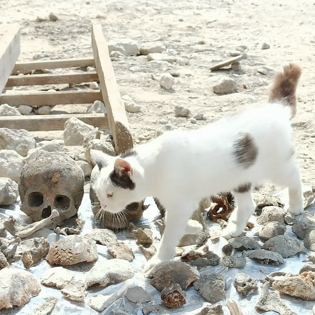 Младшие научные сотрудники ИИМК РАН Беляна и Чума в де?...