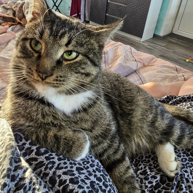 Никто не терял кота? Нашли на СНТ Мичурина 2-3 . Молодой к...