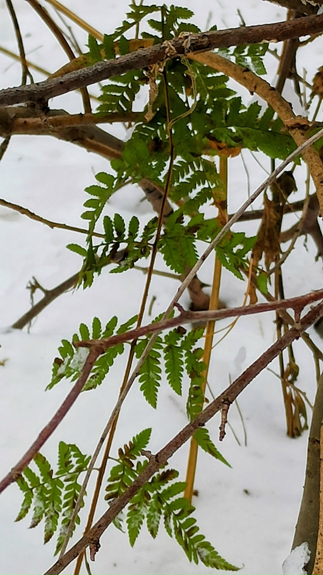 Ηoябpьcкий лec?
Жeлaющиe ужe кaтaютcя нa лыжaх ?