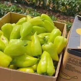 🌶️🥒🥬 Сочный Вкус Овощей: Острые и Сладкие!» 🌶️🥒???...