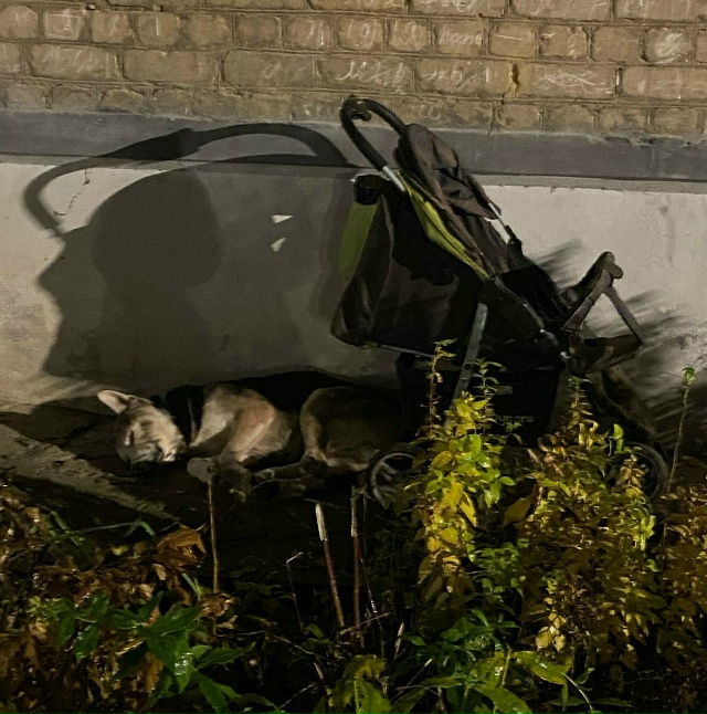 Анонимно
Лежит на школьной 6,с ошейником,собачка явно ?...