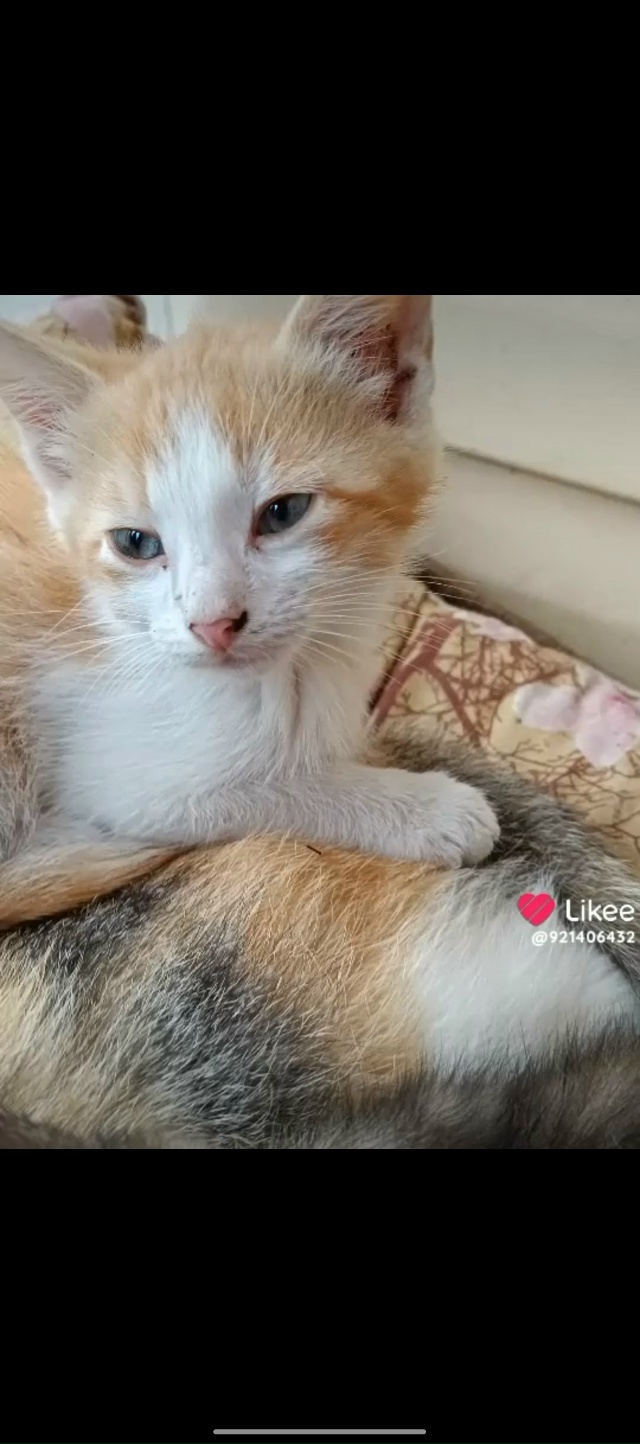 Пристраиваются два мальчика, три месяца. Живут на улиц?...