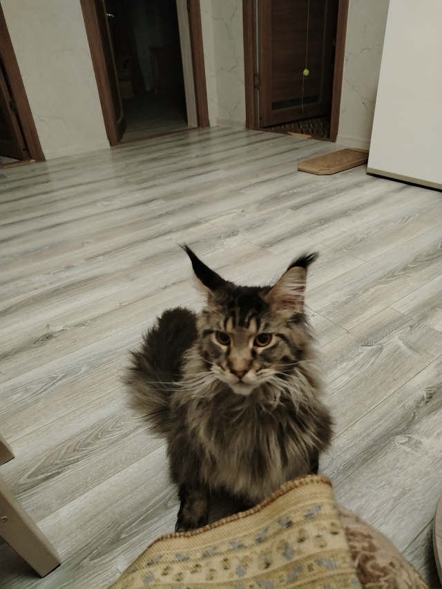 Помогите найти котика по кличке Лео. Пропал вчера. Угол...