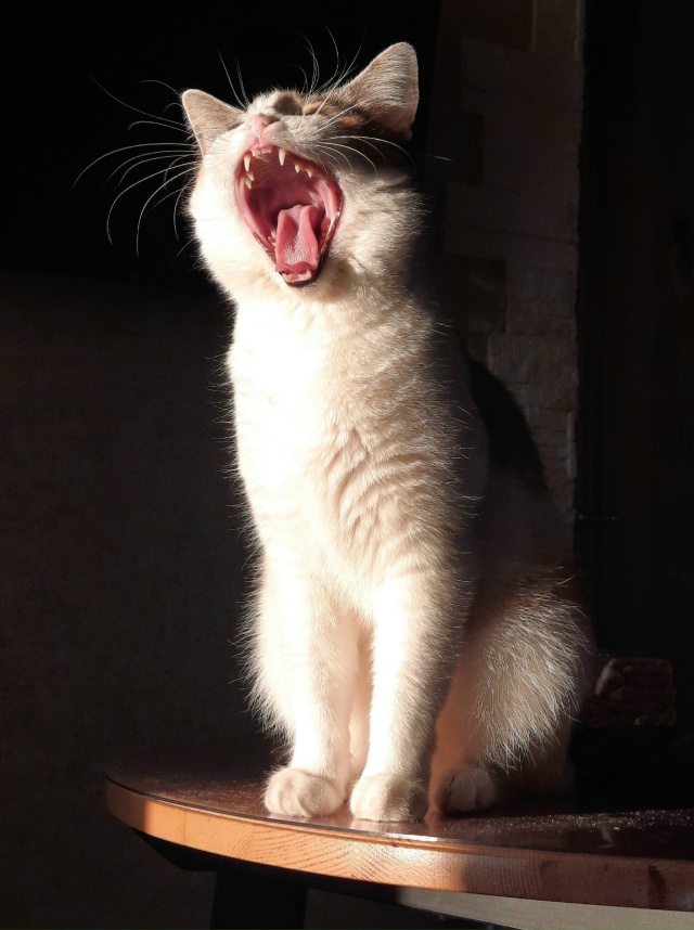 Котики не зевают - котики поют 🎶🐾🐾