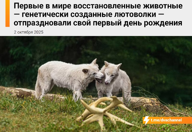 ⚡️Лютоволки из «Игры Престолов» Ромул и Рем — первые в мире воссозданные животные — отмечают первый