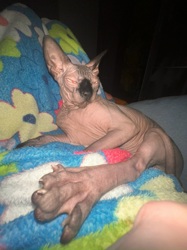 Любимый всратыш Рамзес