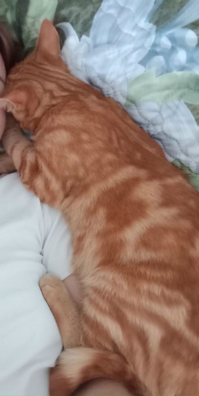 Подскажите что за порода? Приютили с улицы, уж очень ин...