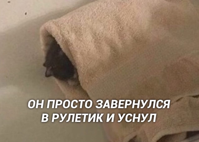 Иногда настроение: этот кот 😆