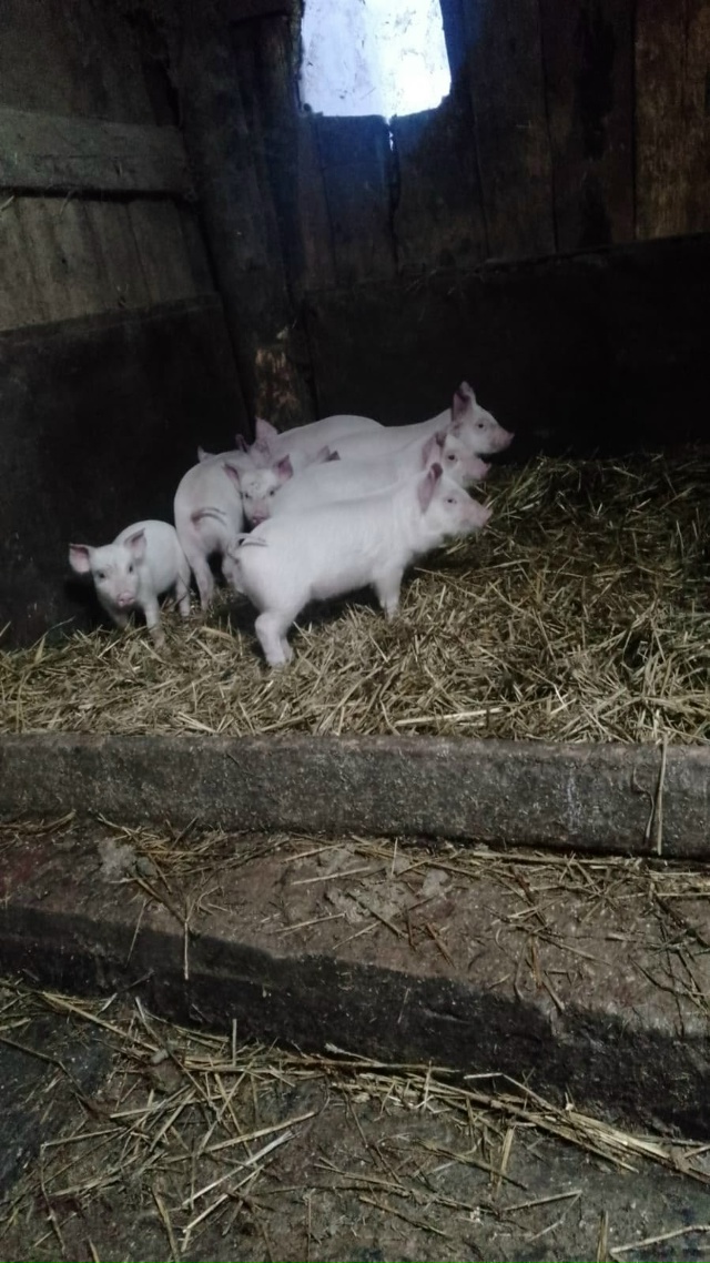 Продам поросят. 1 месяц.
Тел. 89123456385
Цена 3т.р.