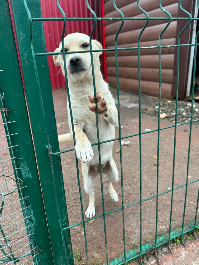 Эта собачка испытала предательство😭😢 ее бросили и е?...