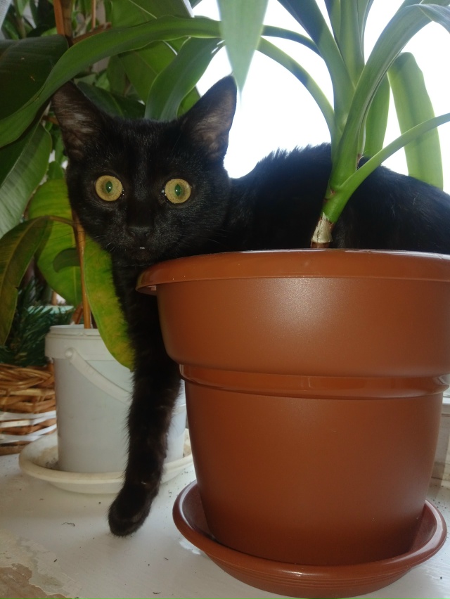 КОТИК ГРИША