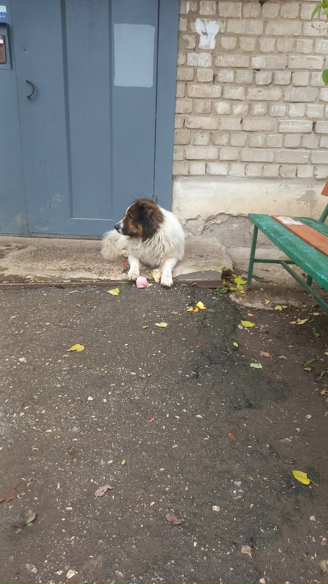 Вот такая собачка бегает по улице Гагарина д2 может кто...
