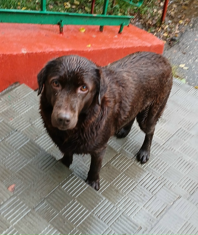 Чья красивая собака курсирует по Ленина, 74 - Пушкина, 47 -...