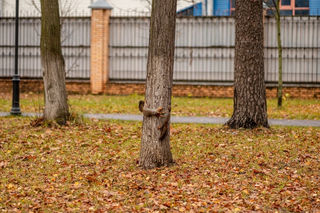Осенние белочки из Раменского парка 🐿