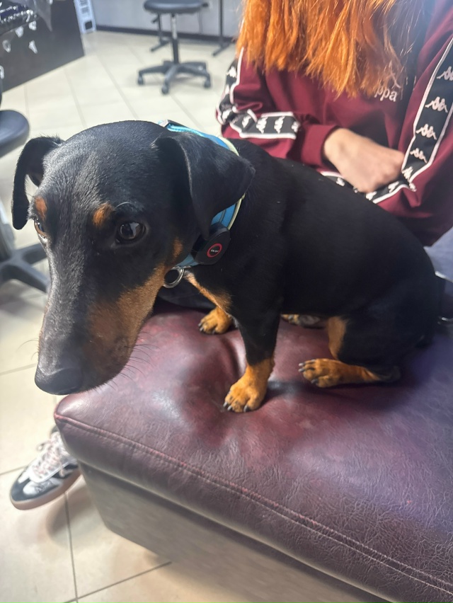 На консоле бегает собака. Возможно потерялась. Придерж...