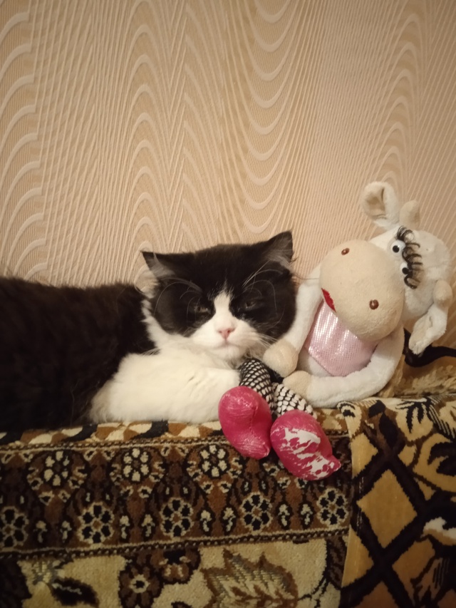 Мурка со своей коровкой. 8 месяцев Мурке.