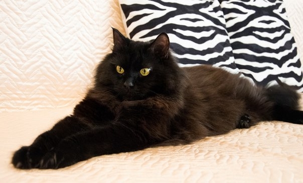 Кот Бегемот