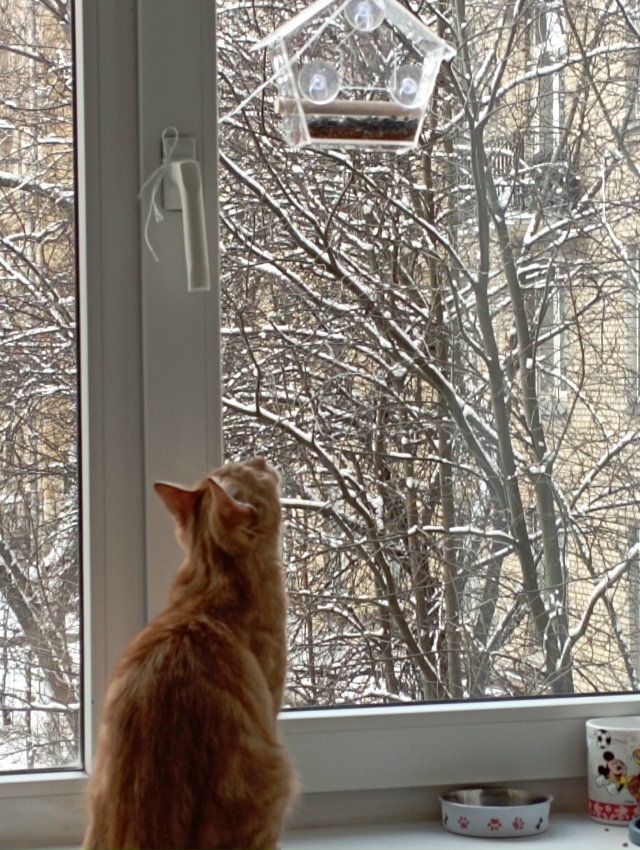 Вот, телевизор для Симы приобрели!