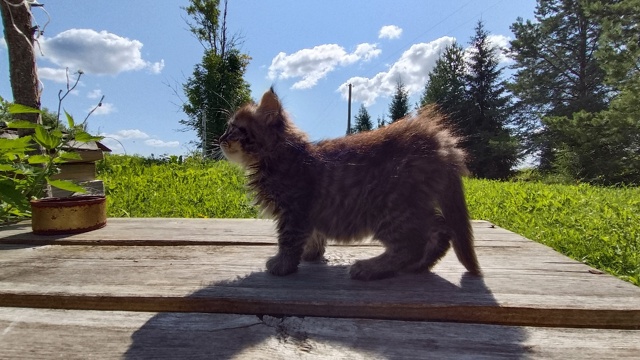 Фото 1-4. Ищет дом очаровательный, игривый котёнок (пол н...