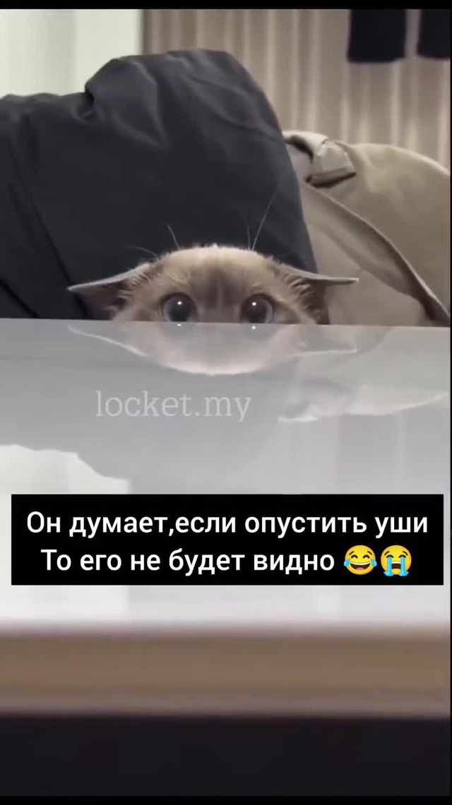Как забавно он скрывается, давай его не огорчать.