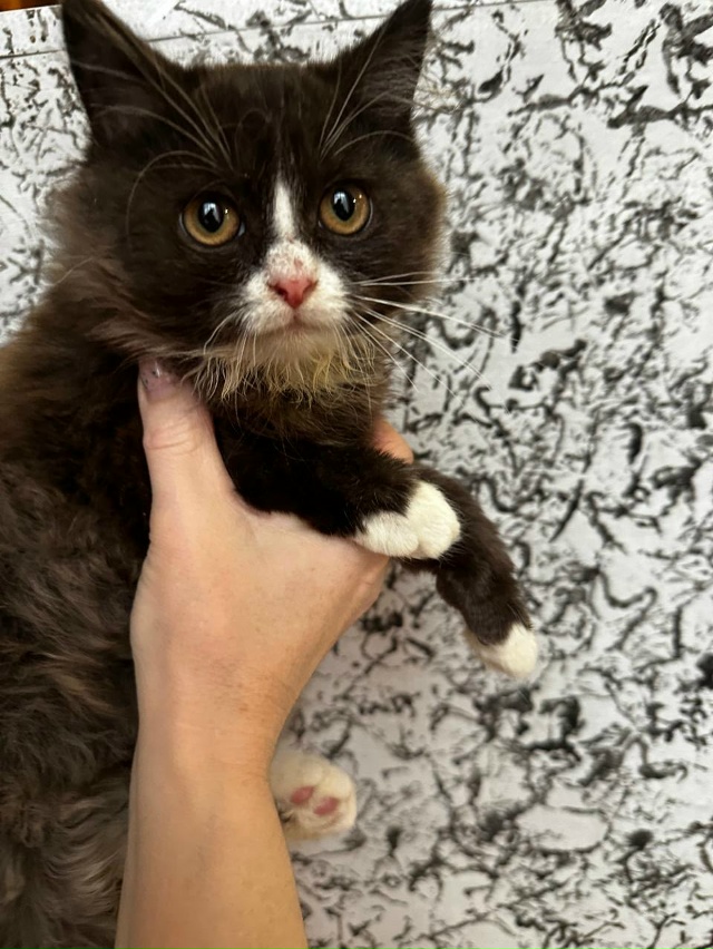 Дорогие друзья!
Мы ищем дом для замечательного котёнка...