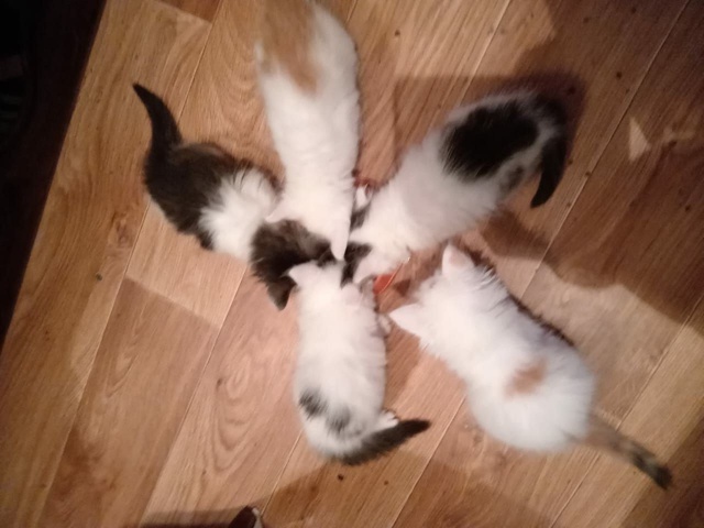 Всем доброго здоровья! 😇Отдам в добрые руки котят или...