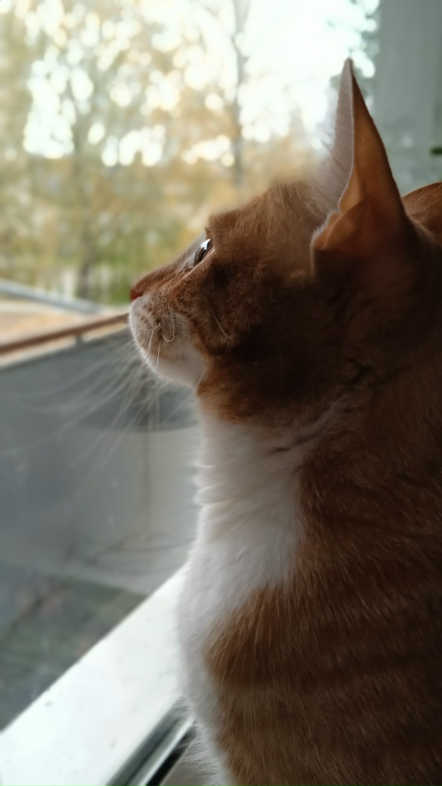 Красавчик Кузя.