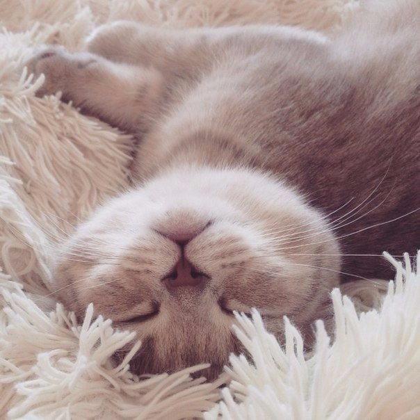 Пушистой ночи!