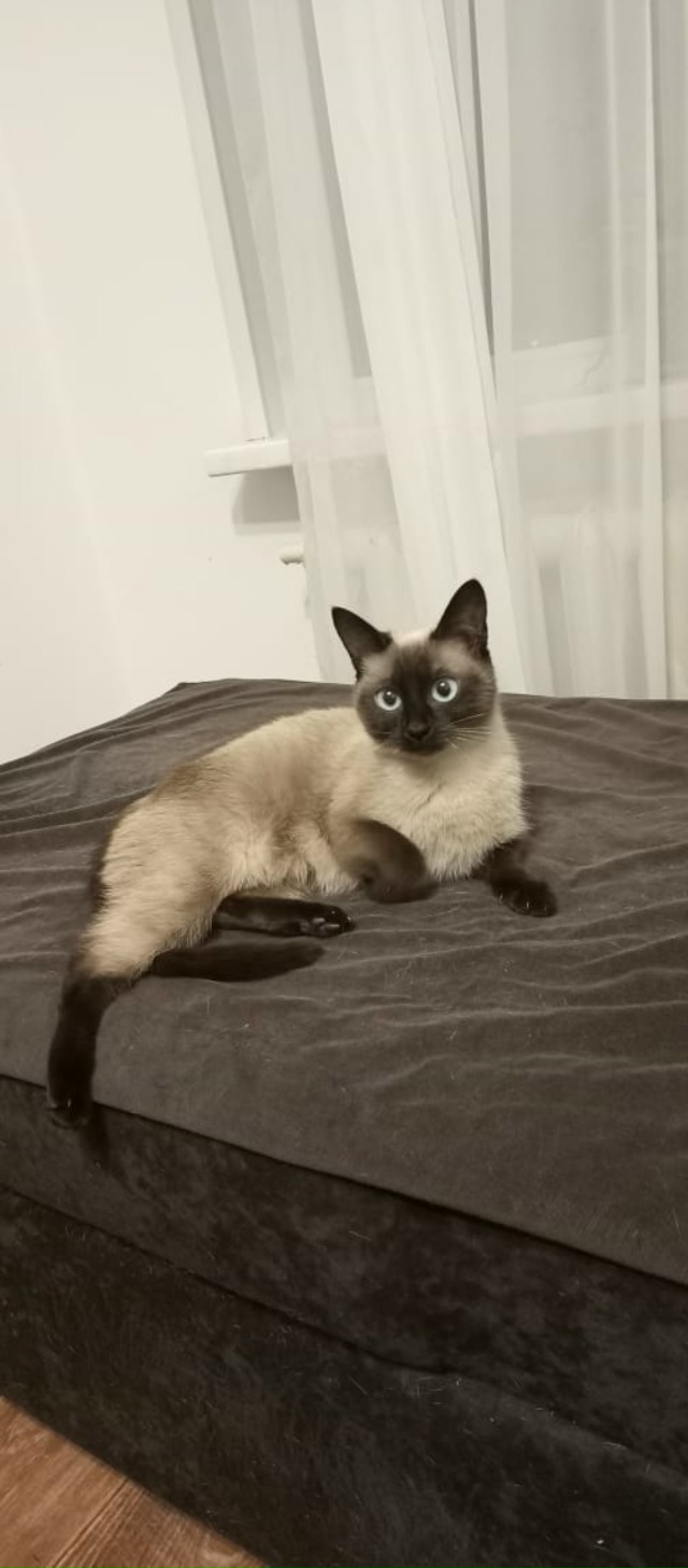 Пропала кошка по улице Кабалевского предположительно ...