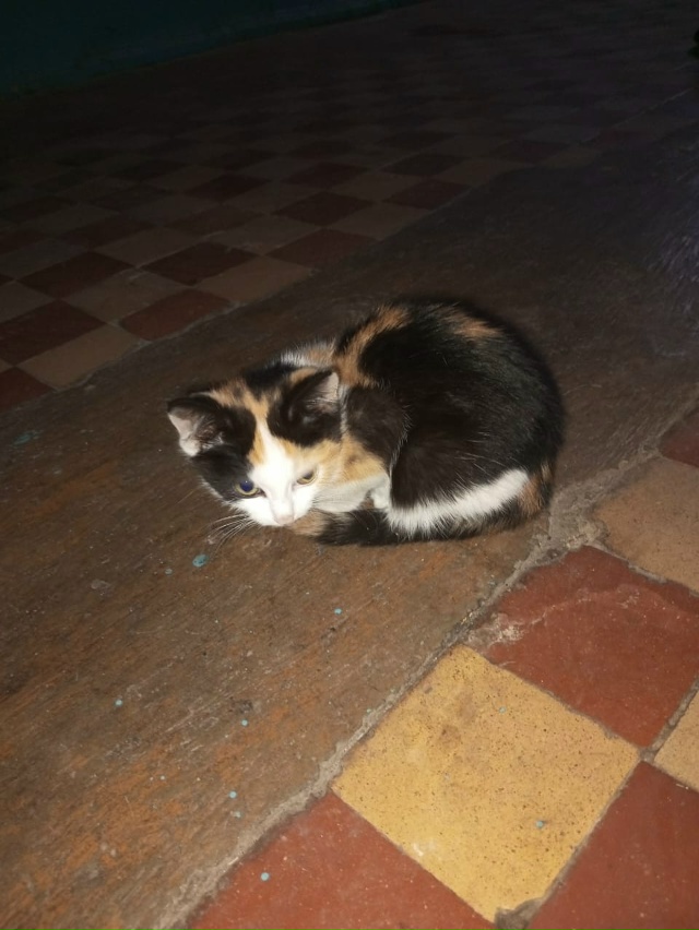 Пристраивается кошечка мама мышеловка умная, красивая...