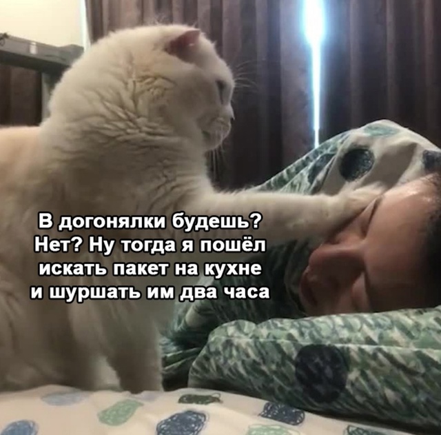 Вот никакого внимания котам