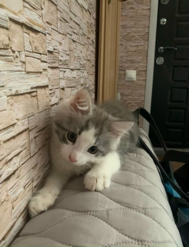 Отдаем кота в добрые руки. Звоните по номеру телефона: 8...