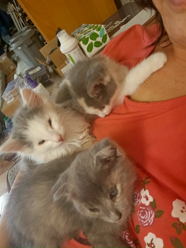 Опять подкинули котят, грязные больные, видимо печенью...