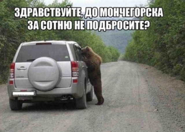 Все хотят в Мончегорск 🐻