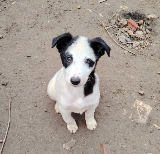 Два замечательных мальчика, Панда и Рон очень ждут сво?...