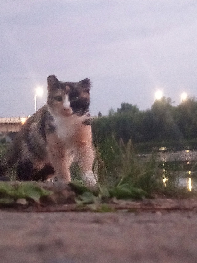 Пропала кошка, гуляла обычно в районе начала Советской...