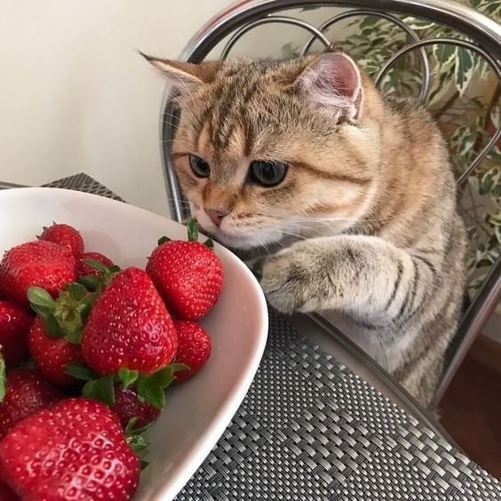 10 кг клубники — именно столько нужно съедать за сезон, говорят врачи
Сезон клубники начинается уже