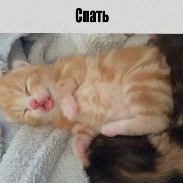 Кошачья подборочка
Спать, режим