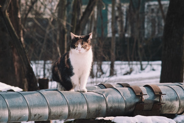 Коти Вологды !)