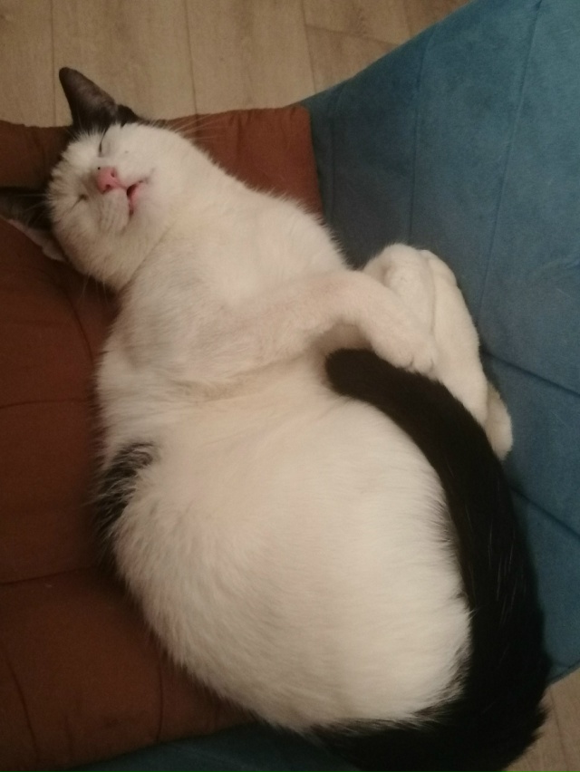 Третий день ищем своего кота. В воскресенье ушёл гулят?...