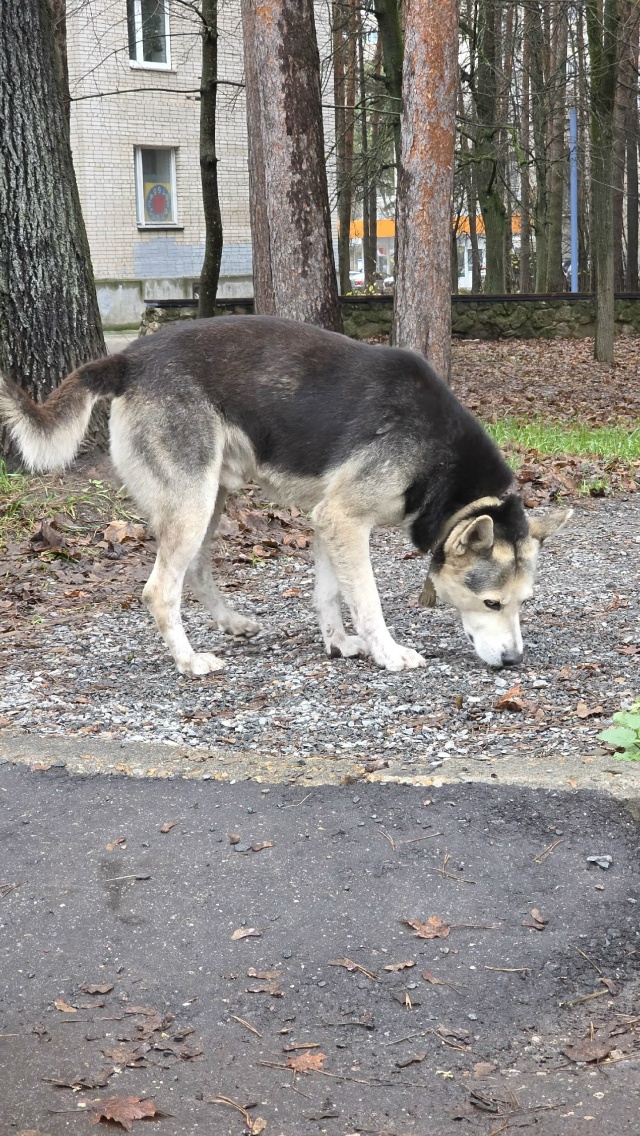 Чей потеряшка? Бродит около сказки и дома учёных.