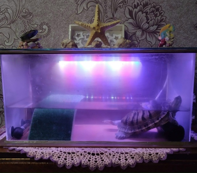 Отдам красноухую черепаху в добрые руки, вместе с аква?...